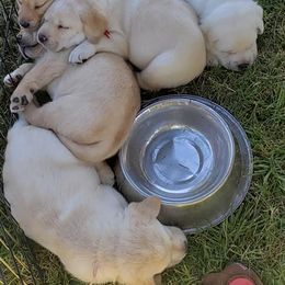 Labrador Retriever Puppies from Heirloom Labradors