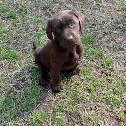 Expected litter Jan 2026 - Chocolate female Labrador Retriever puppy in Prince George, Virginia from Kingdom Kenelz Labradors