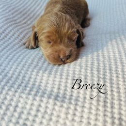 Breezy - Buff female Cockapoo puppy in Alexandria, Alabama from Bright and Beautiful Cockapoos and Doodles