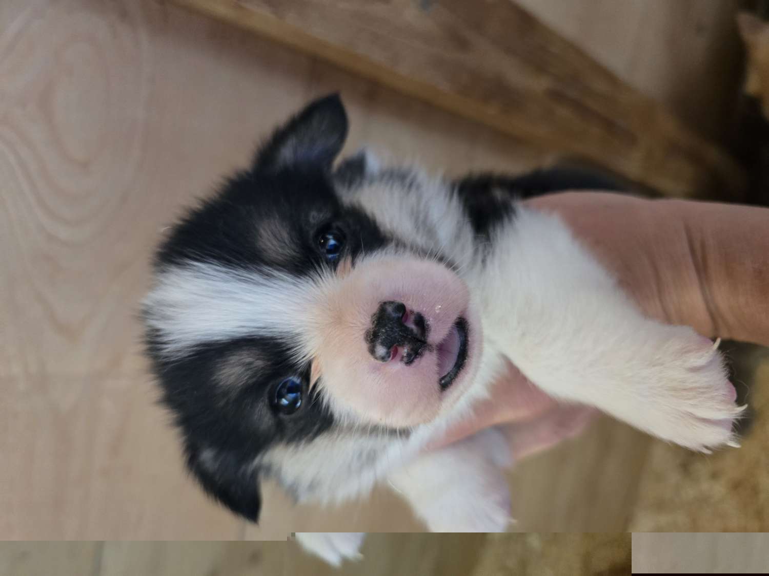 Dixie - Black and tan female Pembroke Welsh Corgi puppy in Anton, Texas from X Bar's Lil Legs of Texas