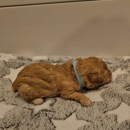 Nutmeg - Apricot male Poodle puppy in Mapleton, Utah from Caboodles Of Poodles