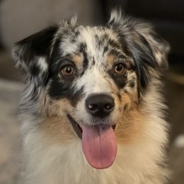 Oona - Australian Shepherd