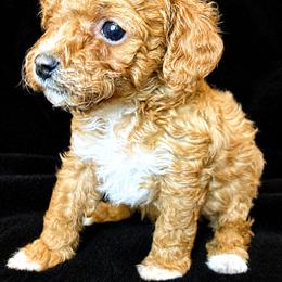 Bichon Frise and Poodle Puppies from Daisy Pups