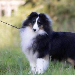 Olive - Shetland Sheepdog