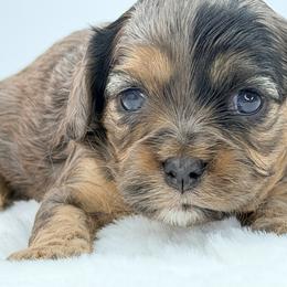 Chelsea (Purple) - Merle female Cavapoo puppy in Georgetown, Texas from Mc Doodles of Texas LLC