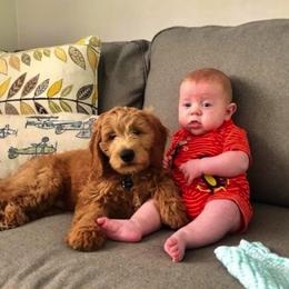 Goldendoodle Puppies from Saluda Ridge Goldendoodles