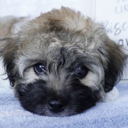 Elvis - Tri-color male Coton de Tulear puppy in Forney, Texas from Buttercup Cotons of Texas