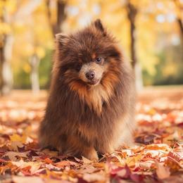 Violet - Pomeranian
