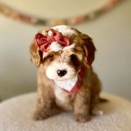 Cavapoo and Goldendoodle Puppies from French Creek Doodles