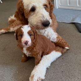 Bernedoodle Puppies from Palmetto Bernedoodles Boutique