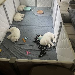 Samoyed Puppies from The Floof Brigade