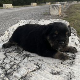 Ulysses - Black tri male Miniature Australian Shepherd puppy in Godley, Texas from Nana and Paws Aussies