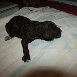 Goldendoodle and Poodle Puppies from David & Patricia Elliott