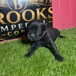 Pink girl - Black female Cane Corso puppy in Saluda, South Carolina from Brooks Imperial Corso