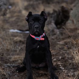 Sunny - Cane Corso