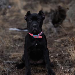 Sunny - Cane Corso