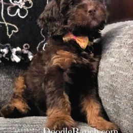 Goldendoodle and Labradoodle Puppies from Doodle Ranch