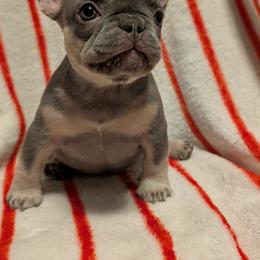 Morticia - White female French Bulldog puppy in Asheville, North Carolina from MTO KENNELS