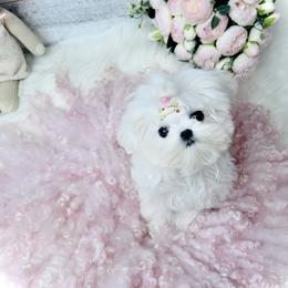 Maltese and Yorkshire Terrier Puppies from tatortot pup