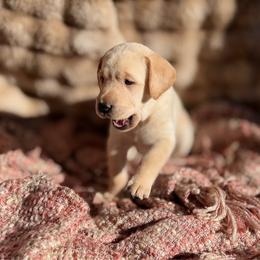 Brooke - Yellow female Labrador Retriever puppy in Sweet Home, Oregon from Knotty Creek Labradors