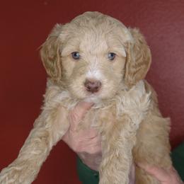 Churro (Orange collar) - Cream male Goldendoodle puppy in Seattle, Washington from Dream Lake Doodles