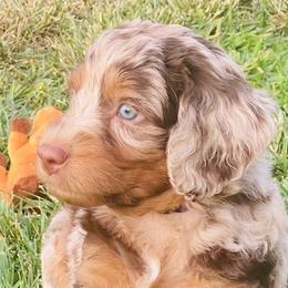 Aussiedoodles, Bernedoodles, and Goldendoodles from California Goldendoodle Ranch