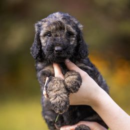 Poodles from Waco Poodles