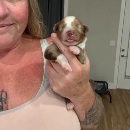 Clover - Red merle female Miniature Australian Shepherd puppy in Pinnacle, North Carolina from Higher Elevations Mini Aussies