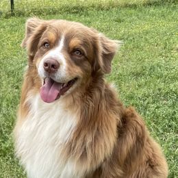 Max - Australian Shepherd