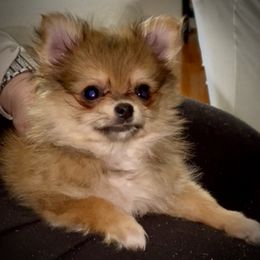 Companion Cross puppies from Heartland Pomeranians and Chihuahuas