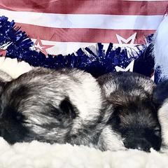 Keeshond Puppies from StarStruck Keeshonden