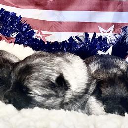 Keeshond Puppies from StarStruck Keeshonden