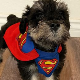 Crypto the super dog - Black and silver male Miniature Schnauzer puppy in San Bernardino, California from Rose Lane Schnauzers