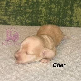 Cher - Cream female Dachshund puppy in Lexington, Oklahoma from BooneDox Miniature Dachshunds