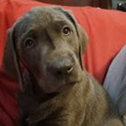 Dilute Retrievers from Santelli Silvers