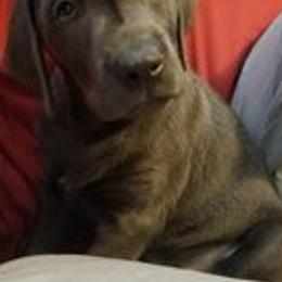 Dilute Retrievers from Santelli Silvers