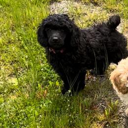 Poodles from A Stone’s Throw Farm