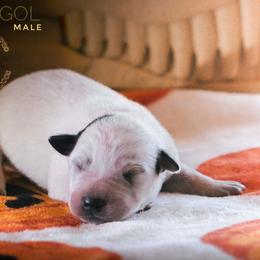 Smeagol (AKC) - Blue male Australian Cattle Dog puppy in Marana, Arizona from Impact 3rd Australian Cattle Dogs