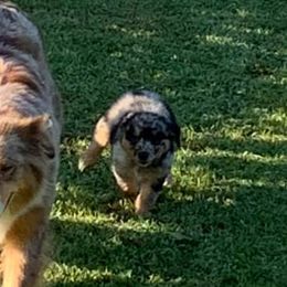 Australian Shepherds and German Shepherds from Bigler Ranch Shepherds