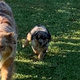 Australian Shepherds and German Shepherds from Bigler Ranch Shepherds