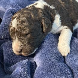 Baby Cakes - Parti female Goldendoodle puppy in Mc Kinney, Texas from Flair Doodles