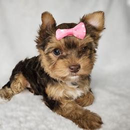 Yorkshire Terrier Puppies from Lady A's Yorkies