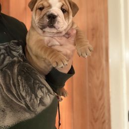 Enchilada - Fawn female Bulldog puppy in Marysville, Washington from English Bulldogs WA