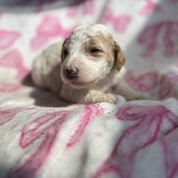 Kelly - Parti female Goldendoodle puppy in Jacksonville, Florida from Dandelion Doodles