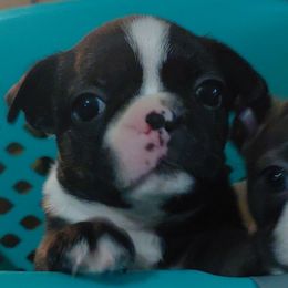 Darby - Seal brindle and white male Boston Terrier puppy in Brick, New Jersey from Meatloaf's Boston