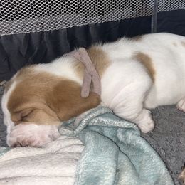 Basset Hound Puppies from Mockingbird Hollow Bassets