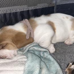 Basset Hound Puppies from Mockingbird Hollow Bassets
