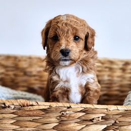 Assorted Doodle Crosses Puppies from Real Blue Sky Sheltidoodle Puppies