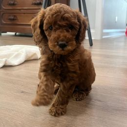 Poodles from Silver Moon Poodles