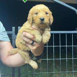 Milky Way - white - Dark golden female Golden Retriever puppy in Pelham, Georgia from Sellers Kennels